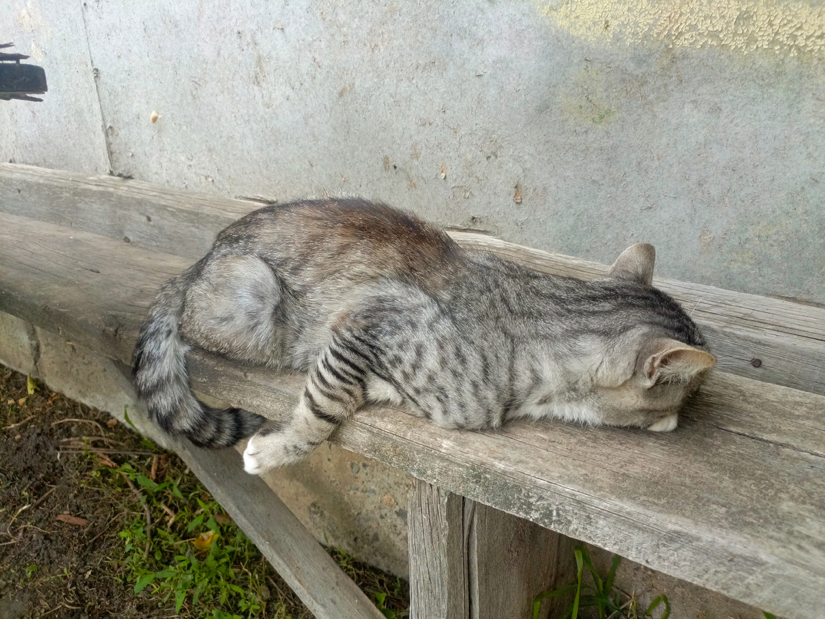 Наш главный трудяга. ☝️ Васенька. 😹