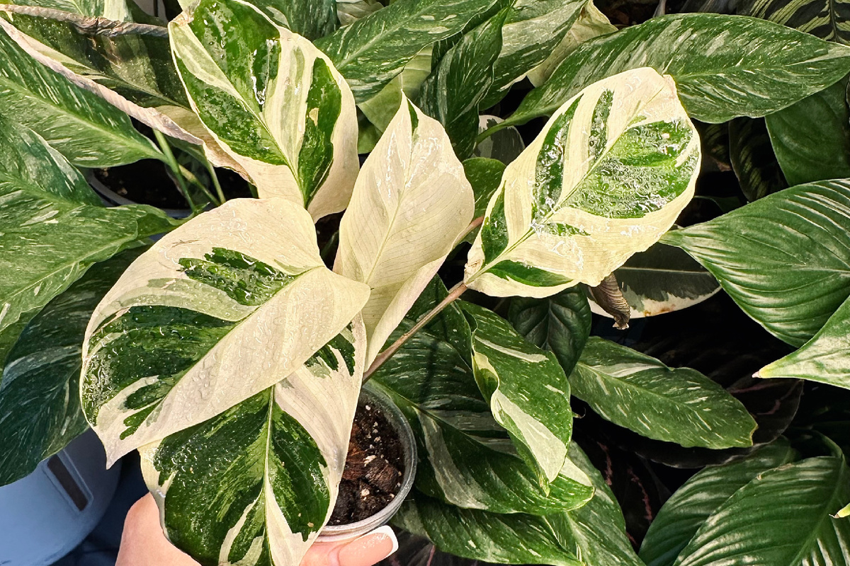 Калатея White fusion🌿