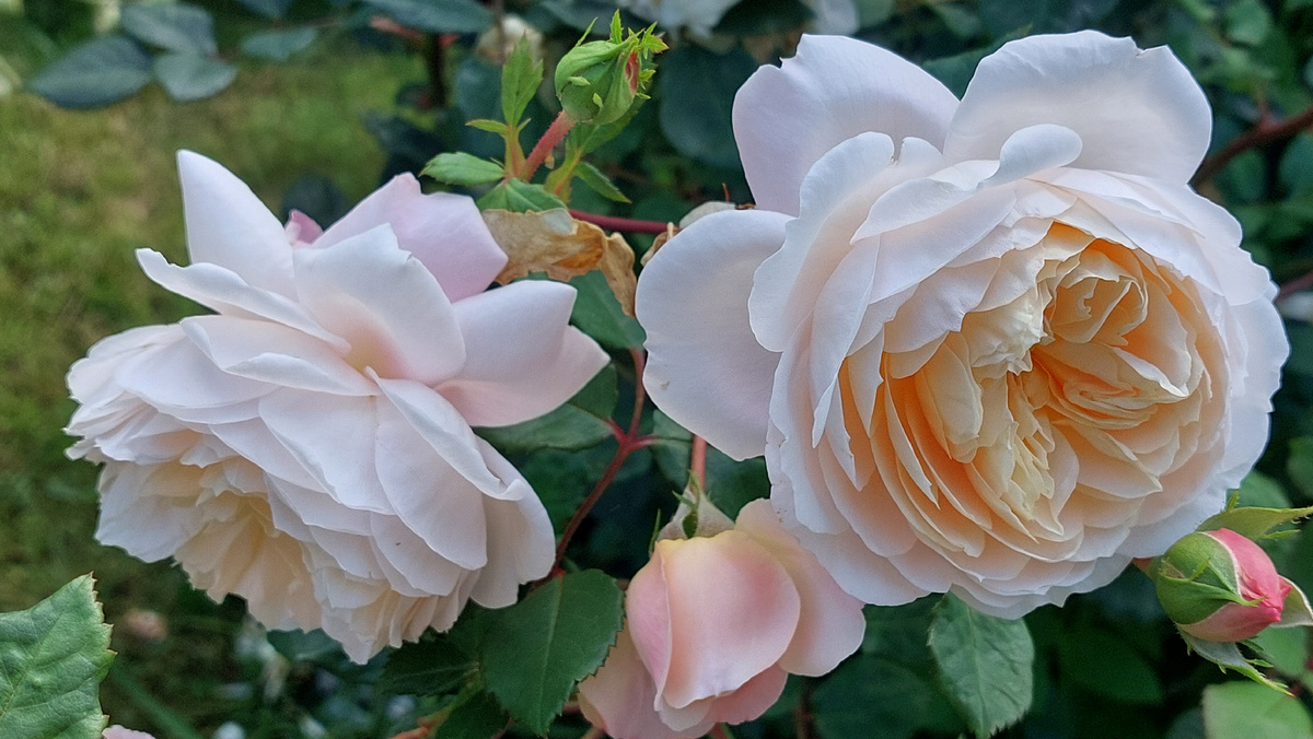 Крокус Роуз. "Остинка"