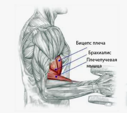 Как увеличить объём рук: секретная мышца — брахиалис