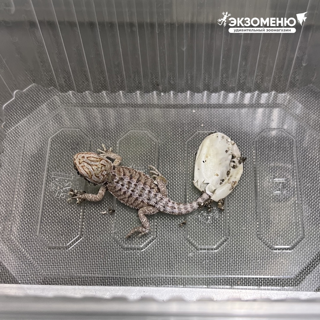 Агама вылезла из яйца