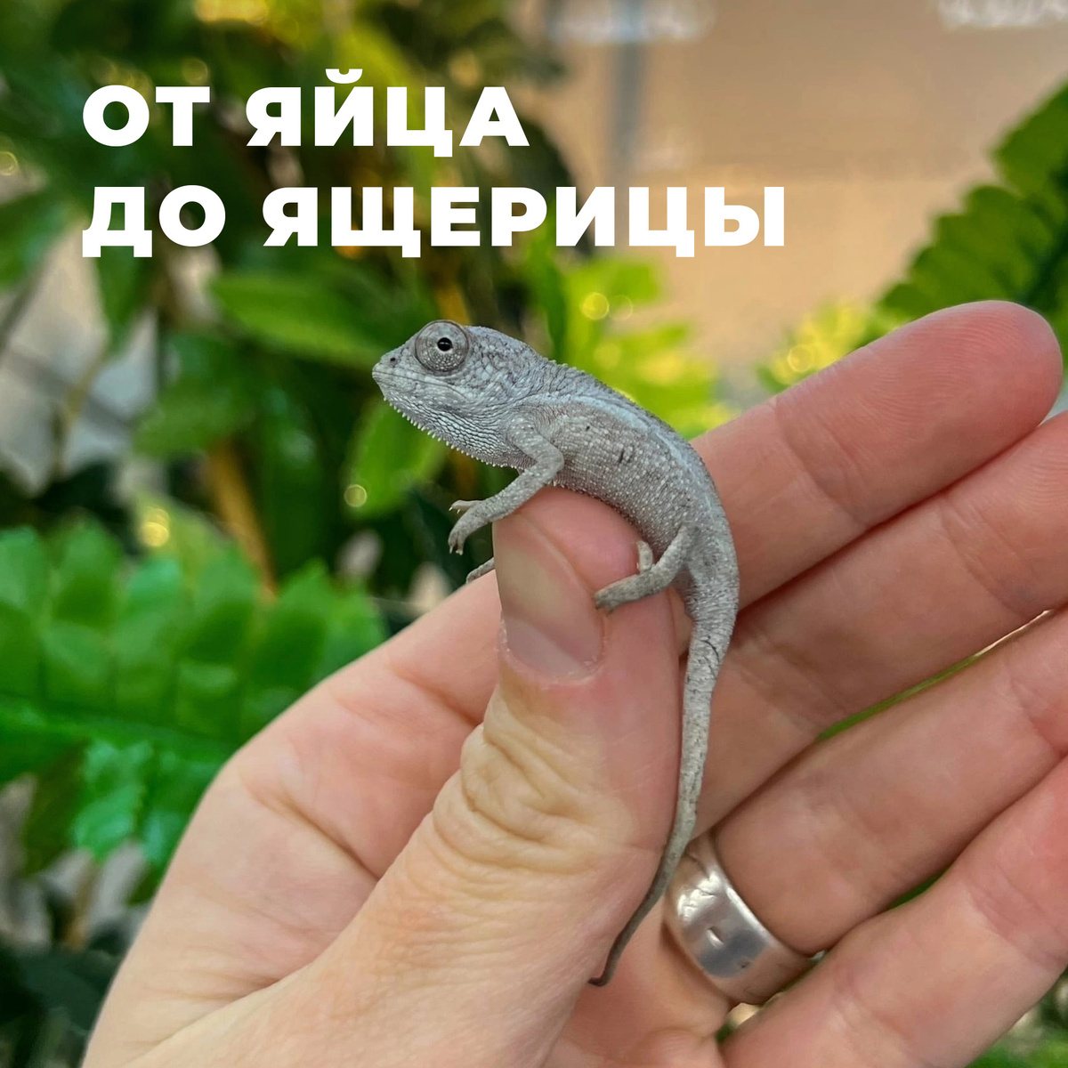 Малыш хамелеон