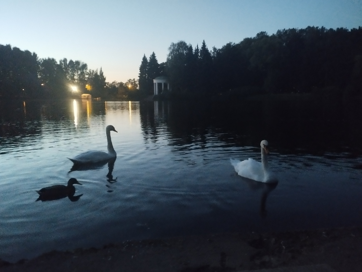 Фото автора, Где-то на Крестовском острове 