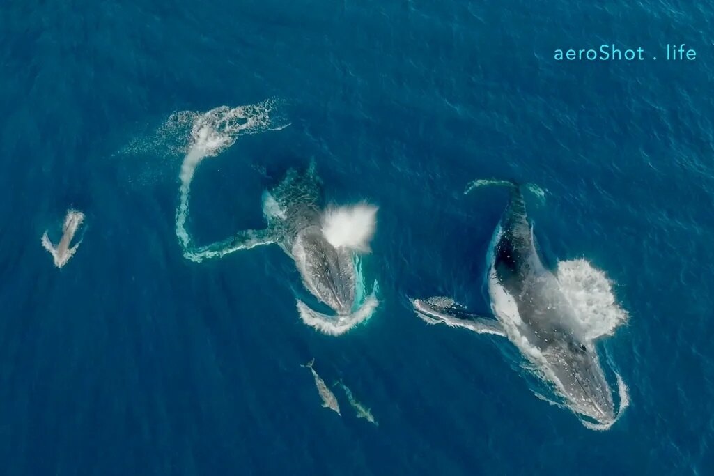     Ученые выяснили, что дельфины и киты регулярно устраивают совместные игры