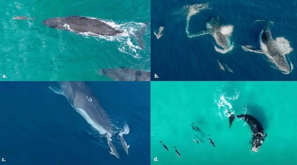    Roving Media/WildLive.Media/Dan Abbott/Jaimen Hudson