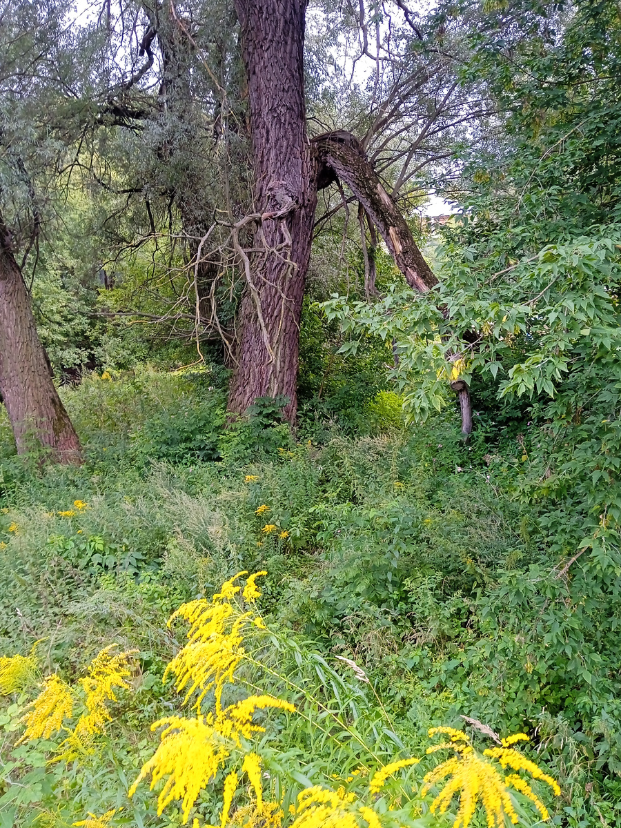 Страшный лес. Страшные воспоминания 