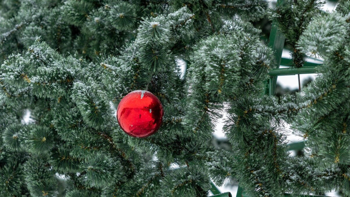    Фото: Александр Чирва / «Ямал-Медиа»