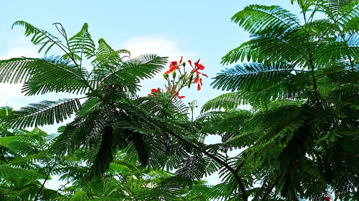    Фото: t.me/parkkrd