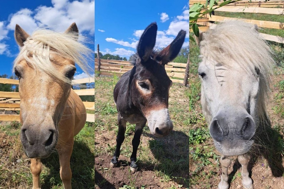    «Богатырским» коням из парка птиц под Шахтами увеличили территорию: теперь у них будет в три раза больше места. Фото: Южный парк «Малинки».