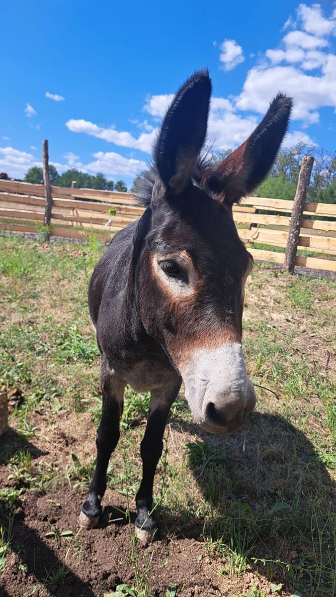    Конь Шурик - прототип осла Моисея. Фото: Южный парк «Малинки».