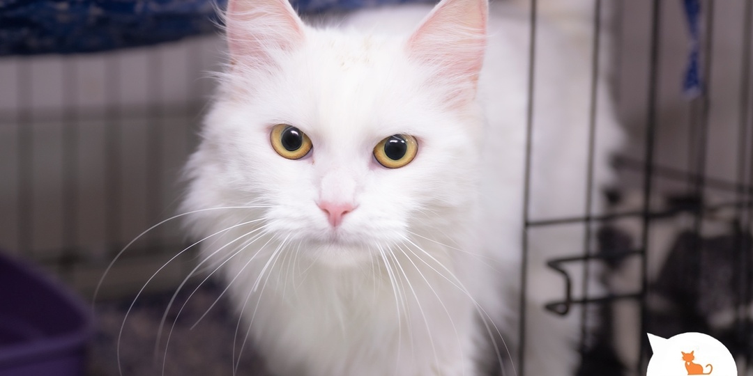 Найдите свою звезду