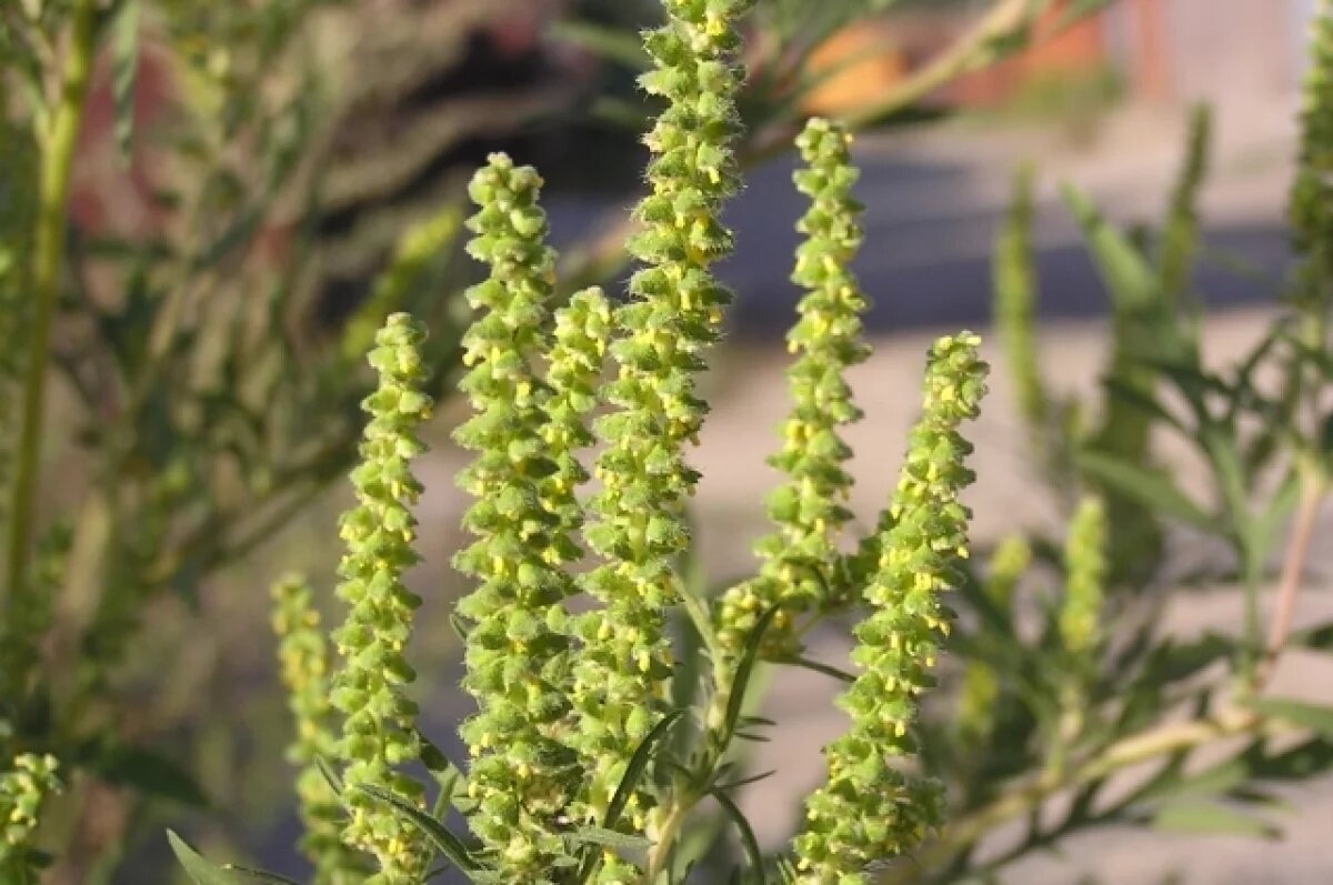    Жители Оренбурга выразили недовольство покосом сорной травы