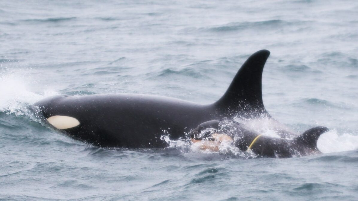 телеграм-канал «Друзья океана | Сахалин»