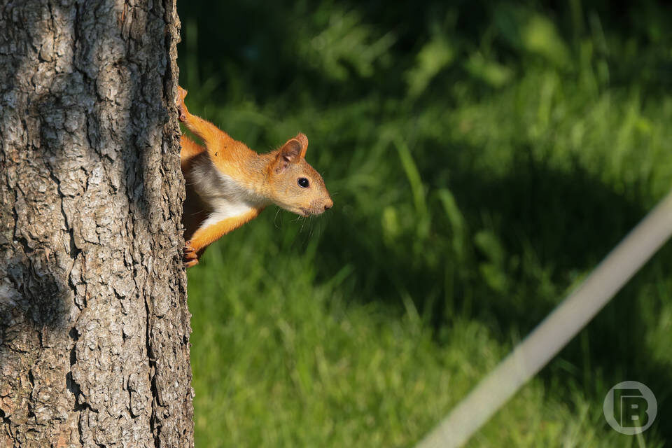    Фото: Дмитрий Рогулин / "Городские вести"