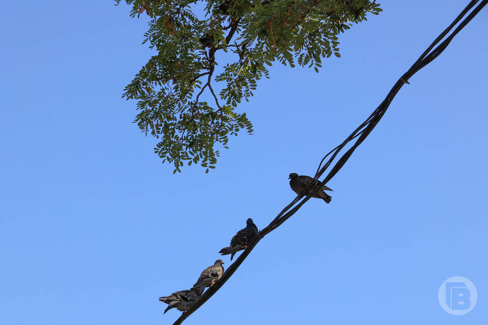   Фото: Дмитрий Рогулин / "Городские вести"