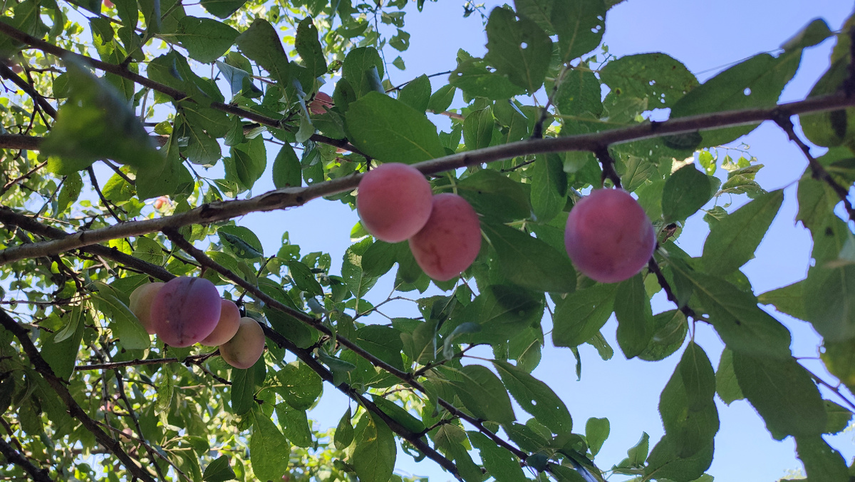 Слива. Вдоль дороги в соседнем посёлке растут сливы и яблони. 