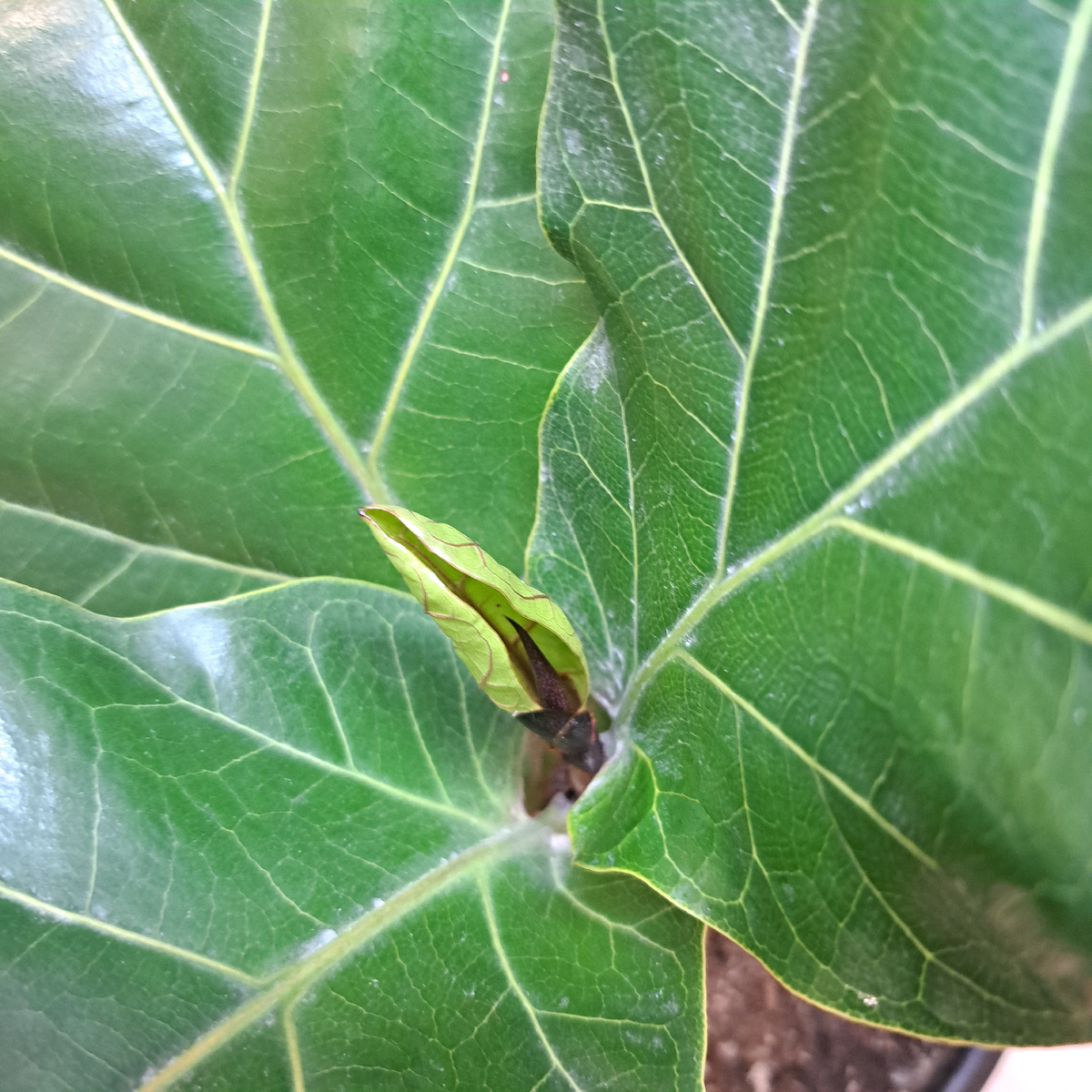 Первый домашний листочек моего фикуса