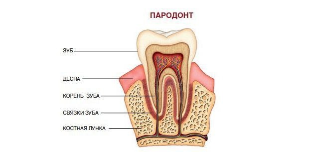 Данное фото взято из сети интернет. 