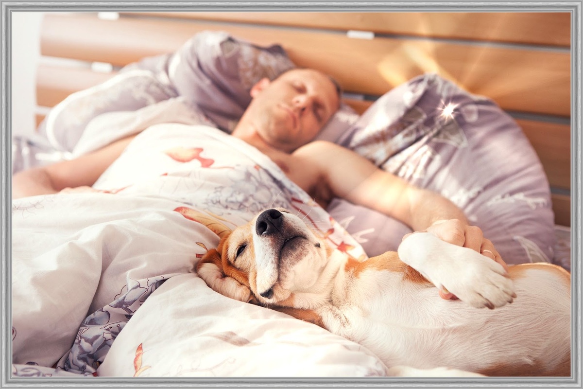 Питомца нужно приучать спать отдельно с щенячьего возраста.
