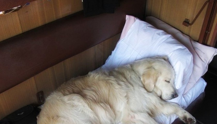 Так что сегодня у нас будет и история, и немного собачьей психологии, и несколько советов для тех, кто хочет спать спокойно, но не обижать любимца.
