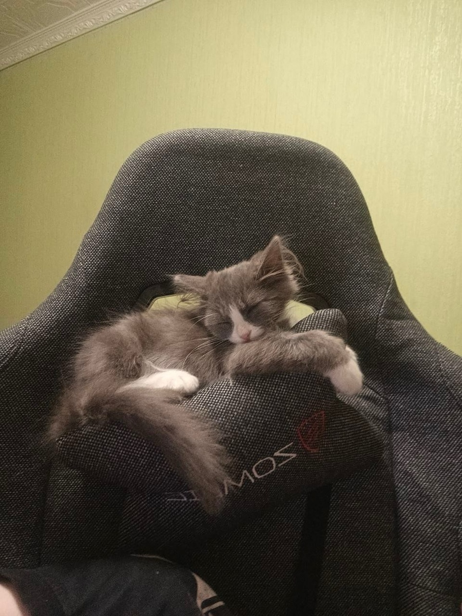 Плюшик дома