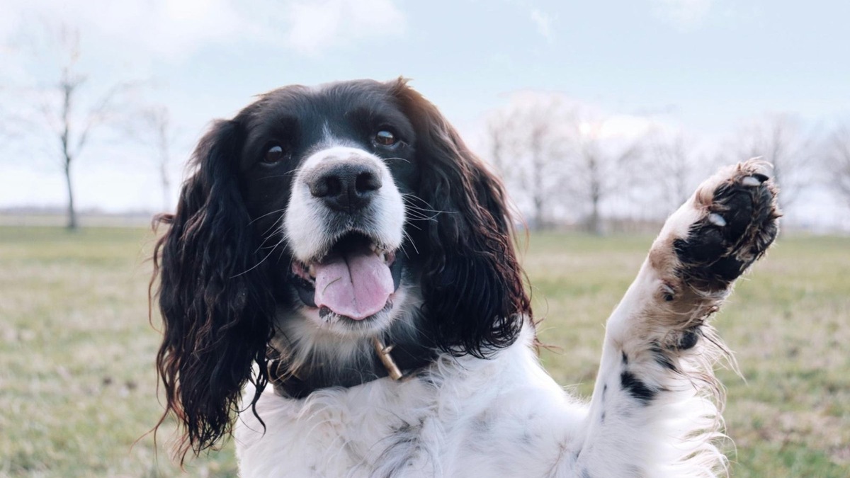    Строение лапы собаки: когти, подушечки, прибылые пальцы и карпальные подушечки работают как единый механизм.