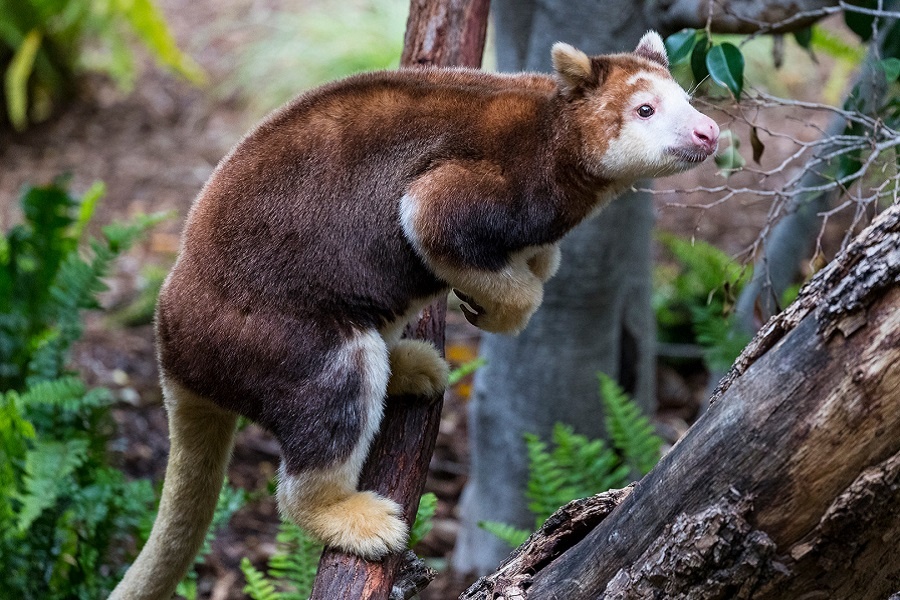 Кенгуру Матчи. Фотография из интернета