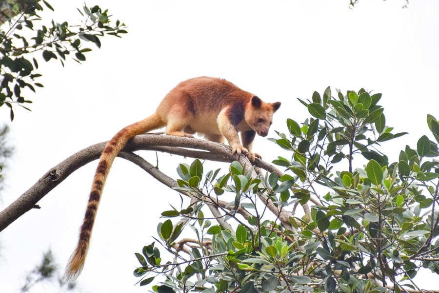 Древесный кенгуру. Фотография из интернета 