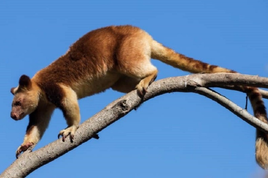 Древесный кенгуру. Фотография из интернета 