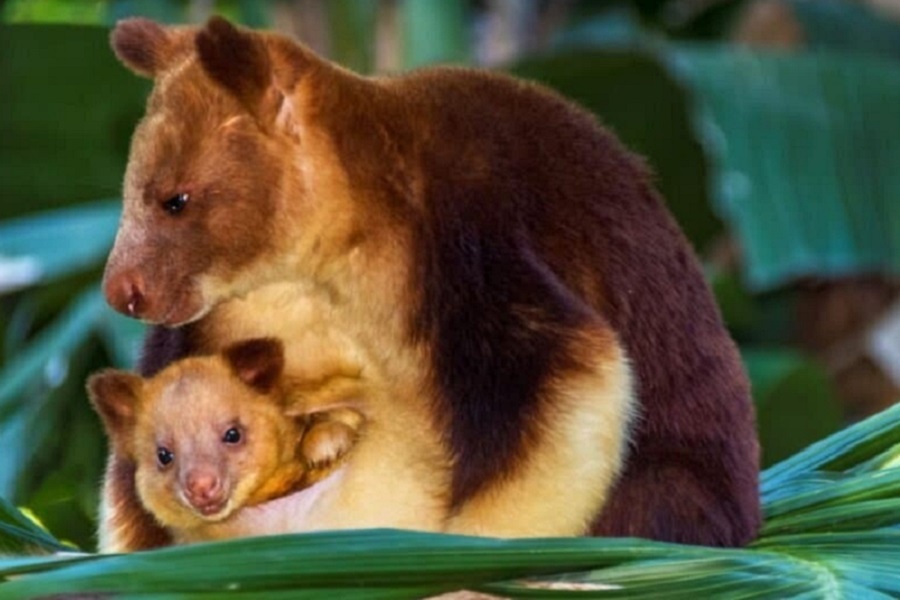 Древесный кенгуру. Фотография из интернета 