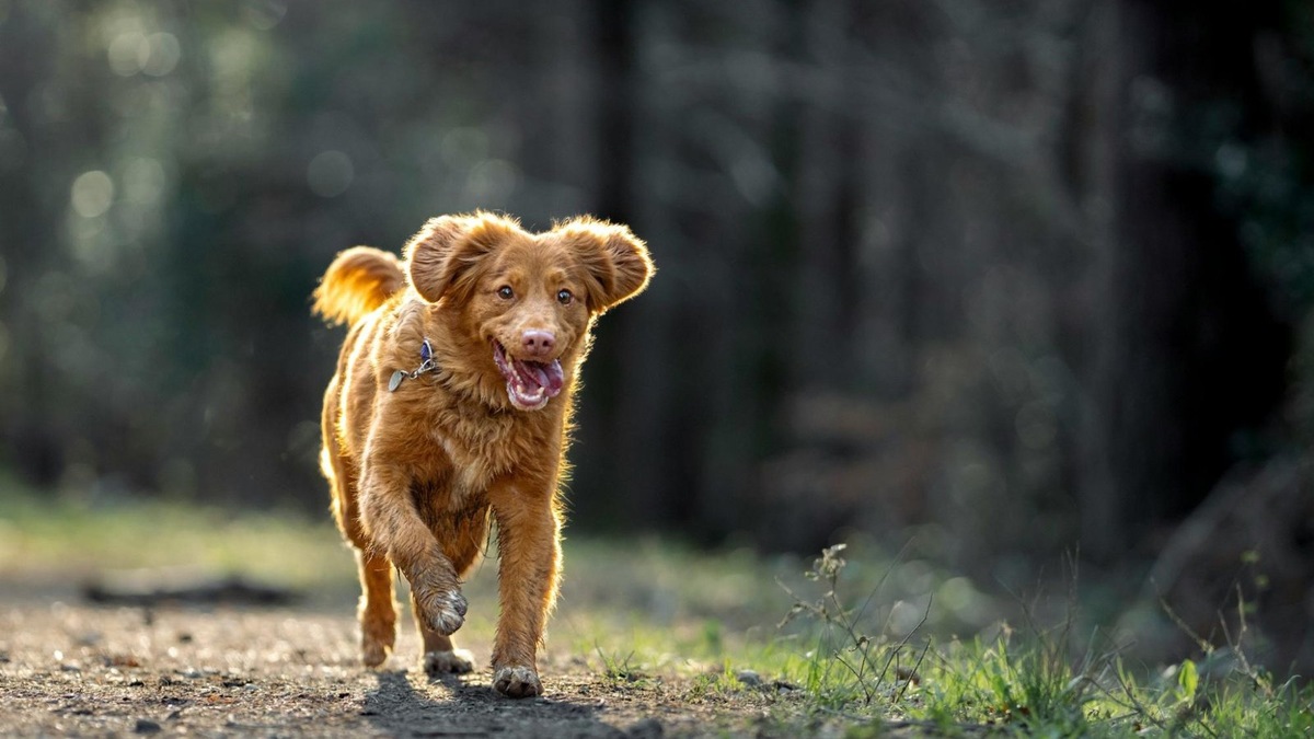    Даже домашний уют не всегда удержит пса, если в его душе зов приключений.