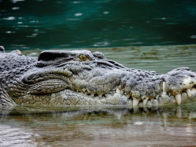    Фото: 123RF /squirrel77