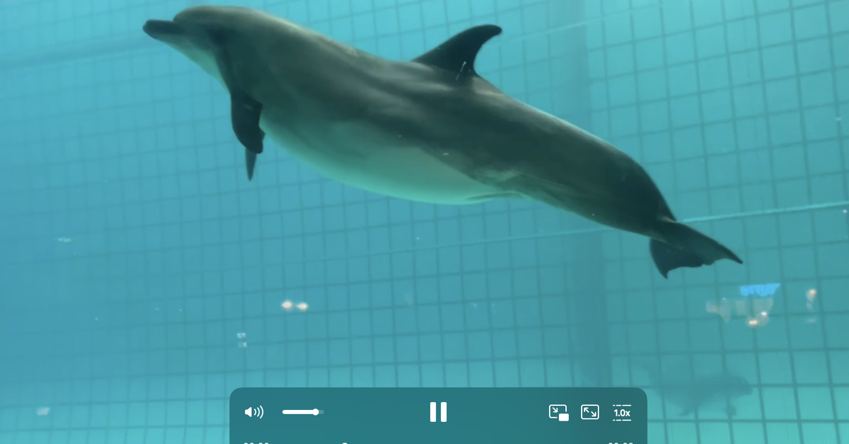 Дельфин (скриншот из видео)