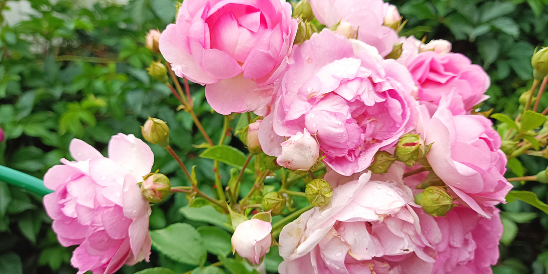 ОБРАБОТКИ РОЗ В АВГУСТЕ. БАКОВЫЕ СМЕСИ