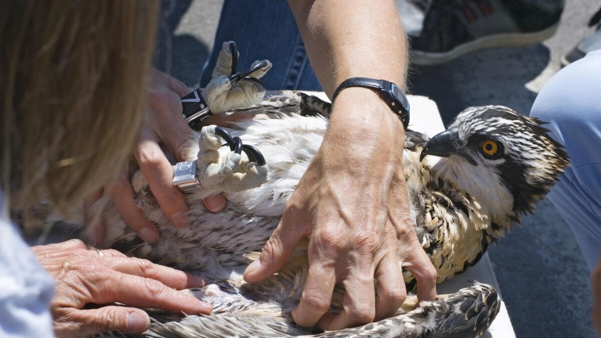    Фото: Holly Kuchera / Shutterstock / Fotodom