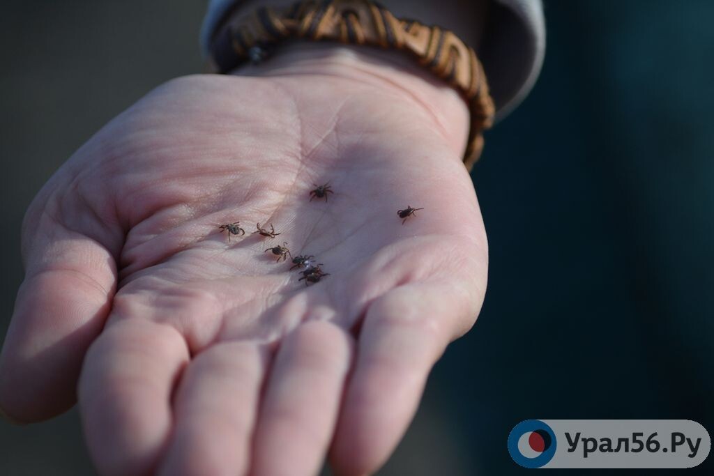    В Оренбургской области клещи покусали более 1,6 тысяч человек, треть которых — дети