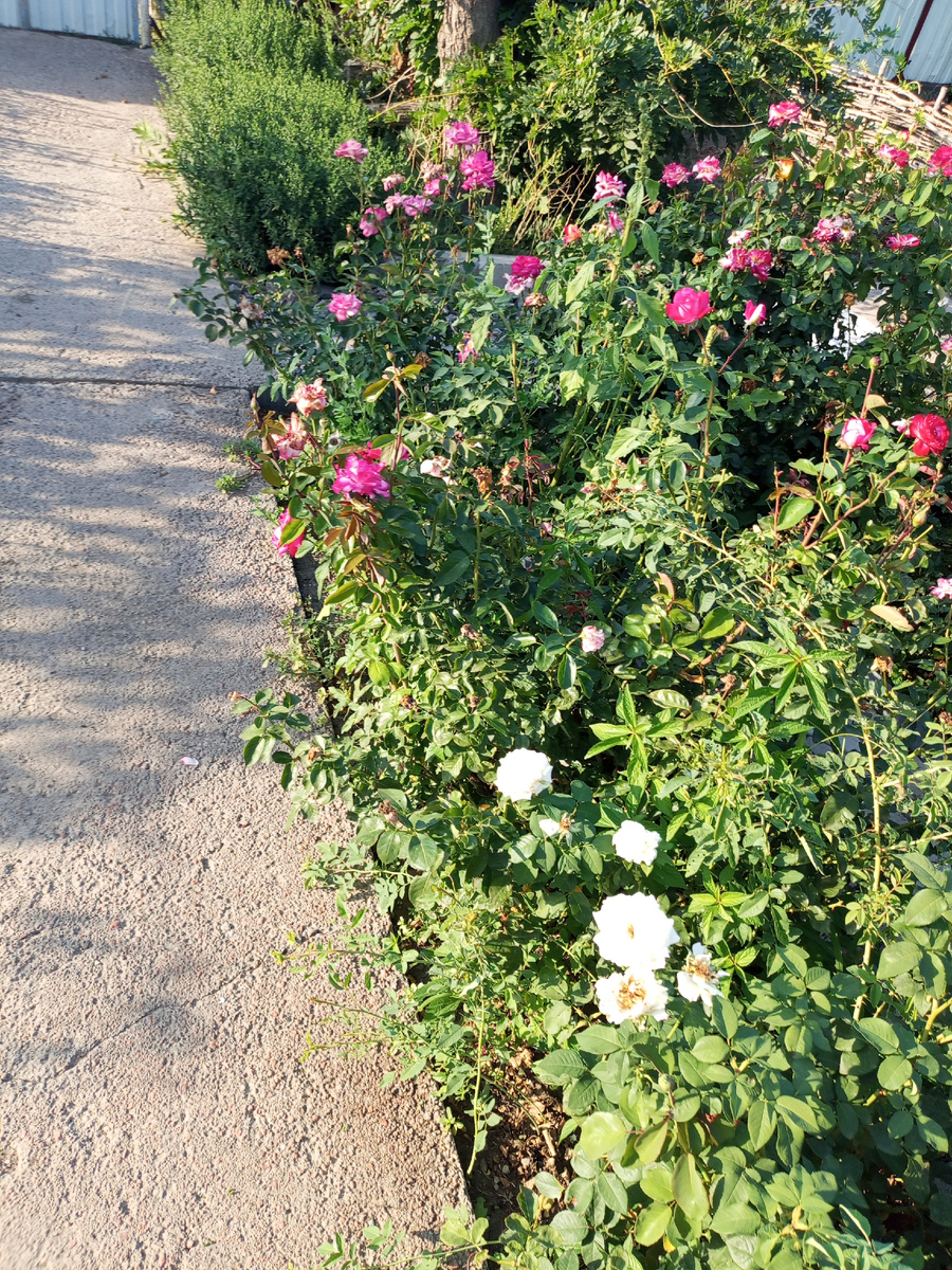 Ух и заросли 🙀