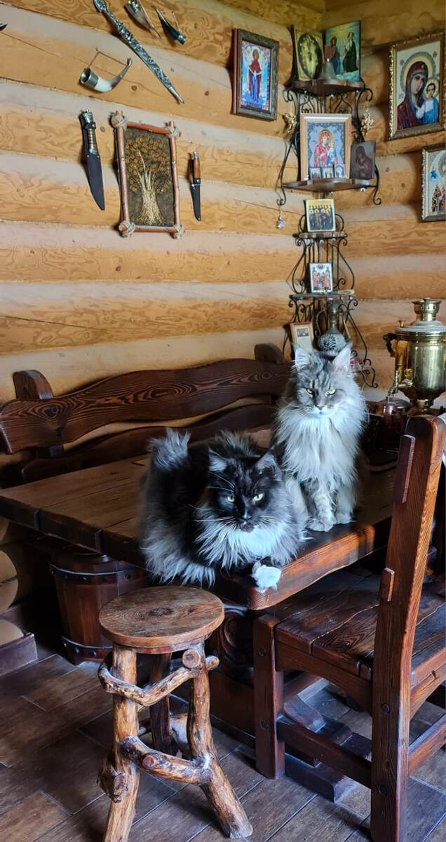 Мейнкуны Бакарди и Джина 