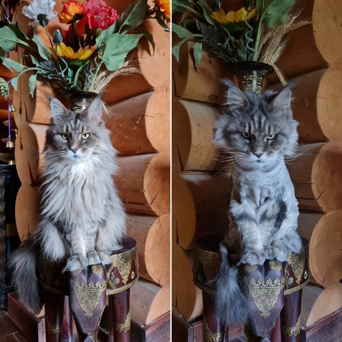 Мейнкун Джина 