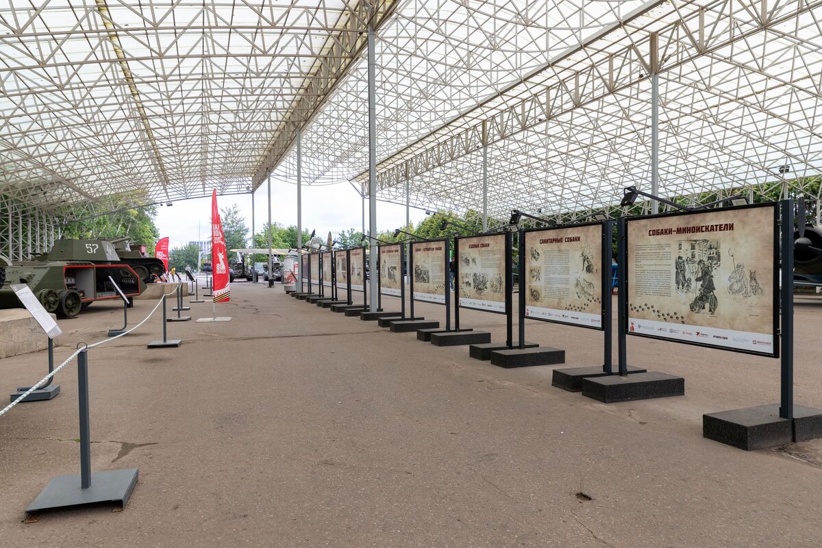    Музей «Г.О.Р.А.» представил выставку «Четвероногие герои»