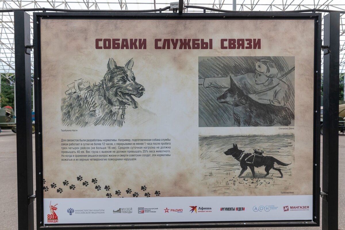    Музей «Г.О.Р.А.» представил выставку «Четвероногие герои»