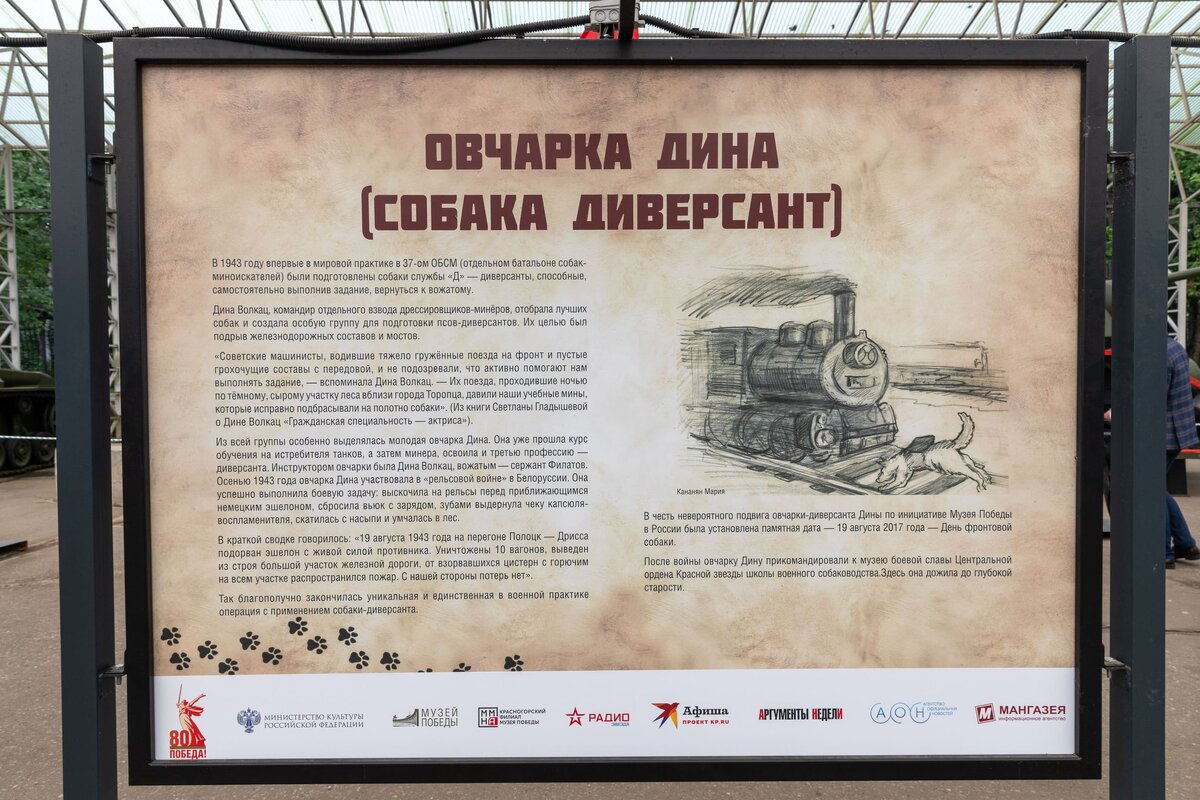    Музей «Г.О.Р.А.» представил выставку «Четвероногие герои»