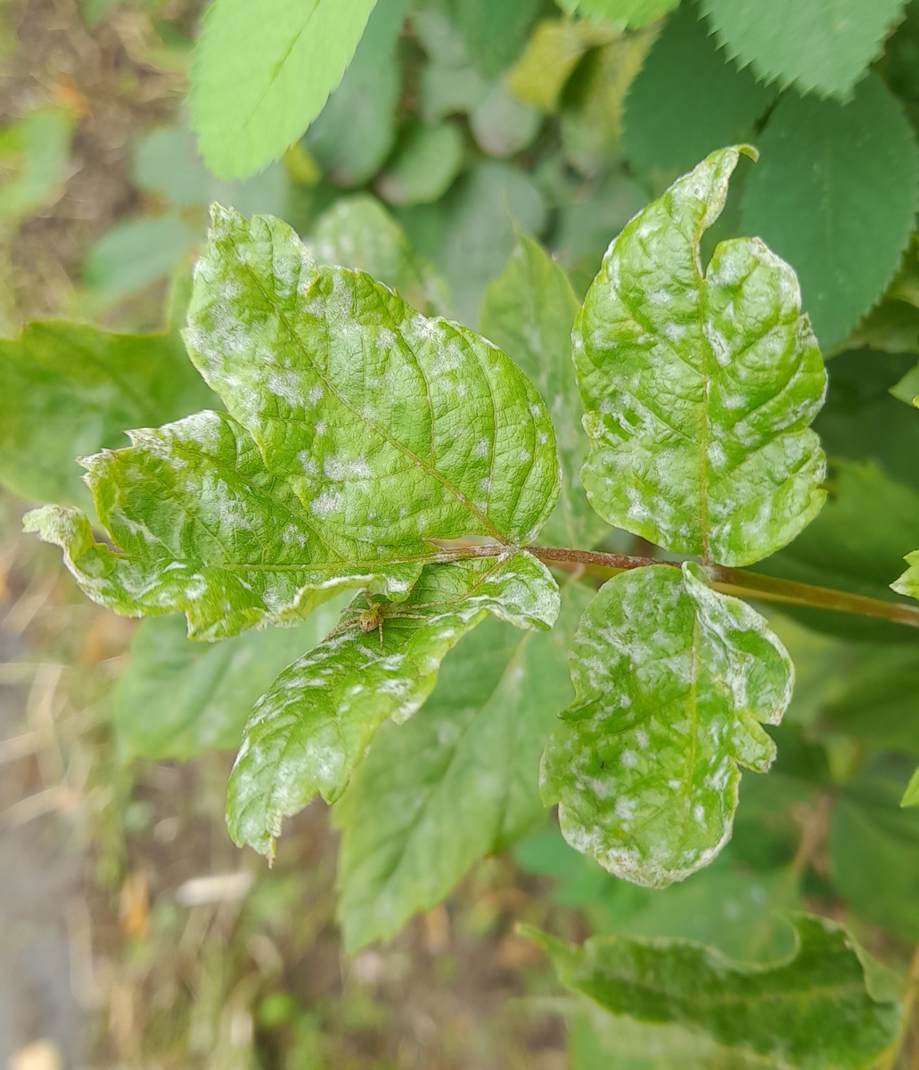 Лист ясеня в МР. Фото автора 