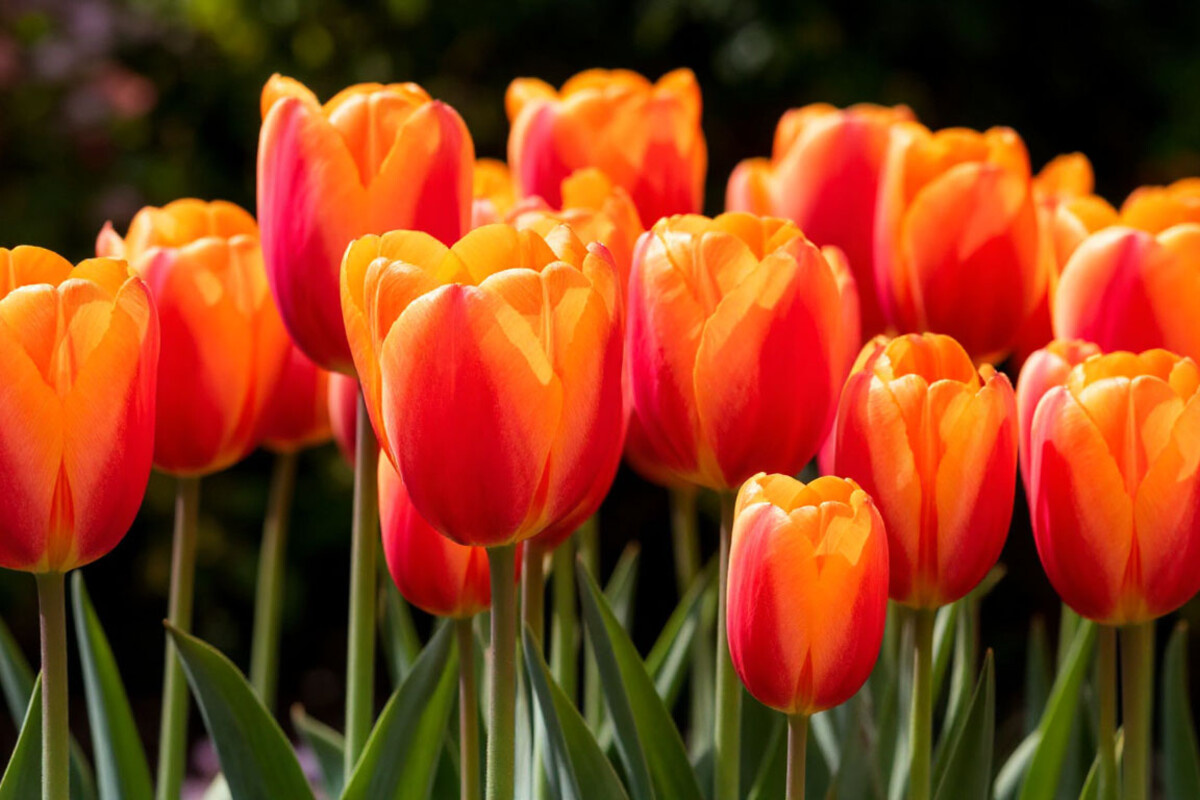    Фото: Сгенерировано ИИ, источник: shedevrum.ai