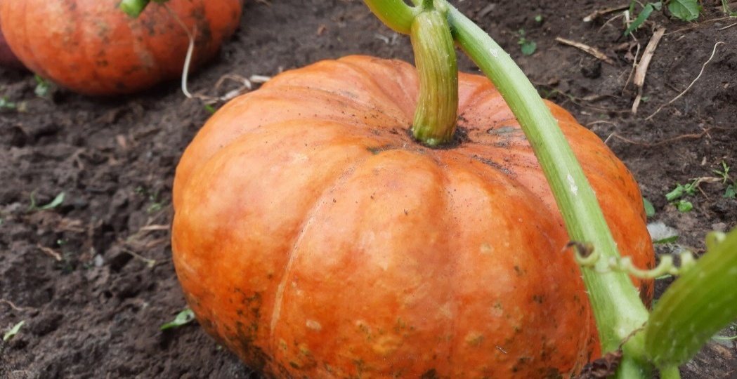 Тыква вырастет сладкой и крупной. Секреты выращивания крупной и сладкой тыквы