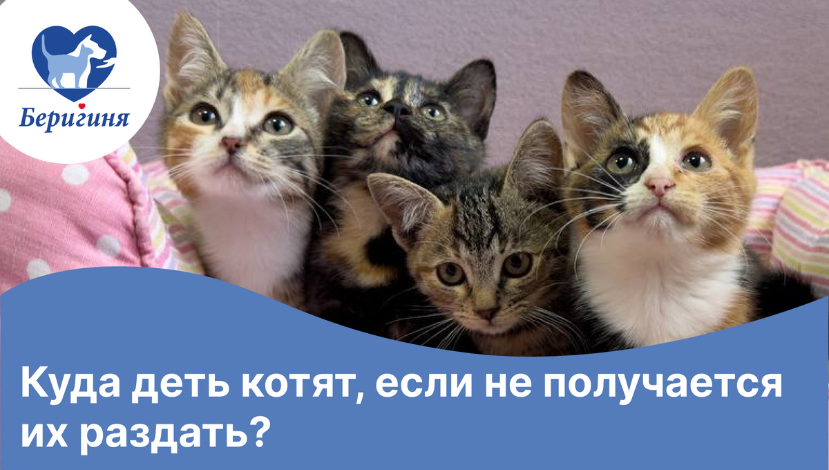 #берегиня_Кама #берегиня_Кора #берегиня_Кэт #берегиня_Капля