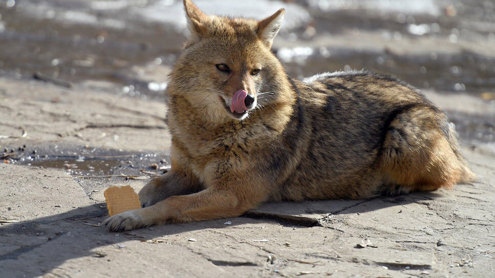 Фото: Глеб Щелкунов / Коммерсантъ
