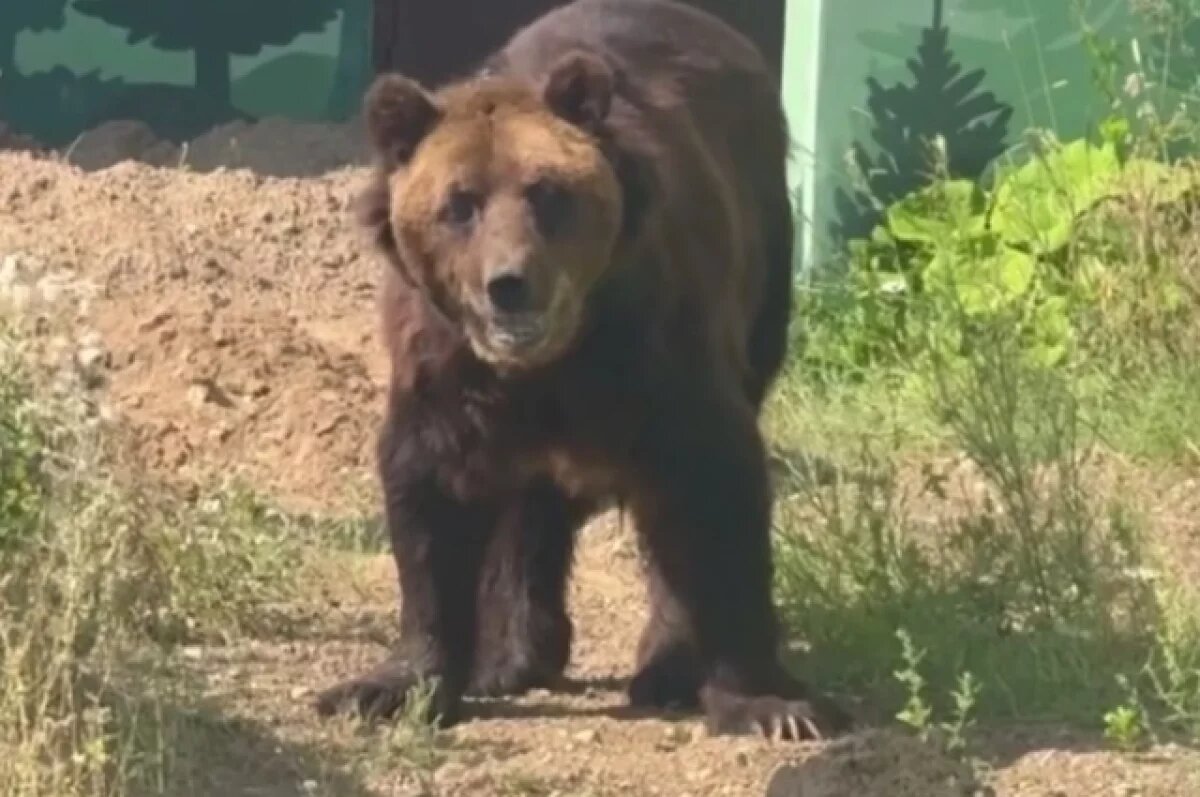    В Пермском зоопарке рассказали о состоянии медведя Тоши после удара током