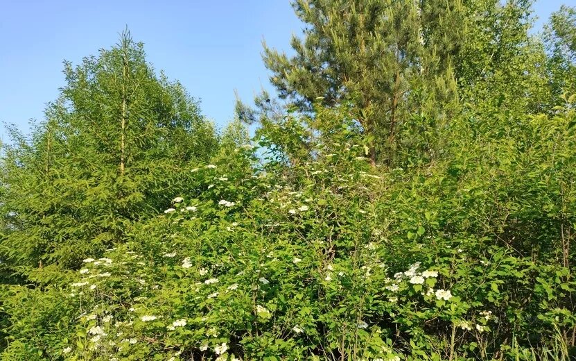    Погода в Ижевске на день: 16 августа ждем тепло до +22°С и грозы