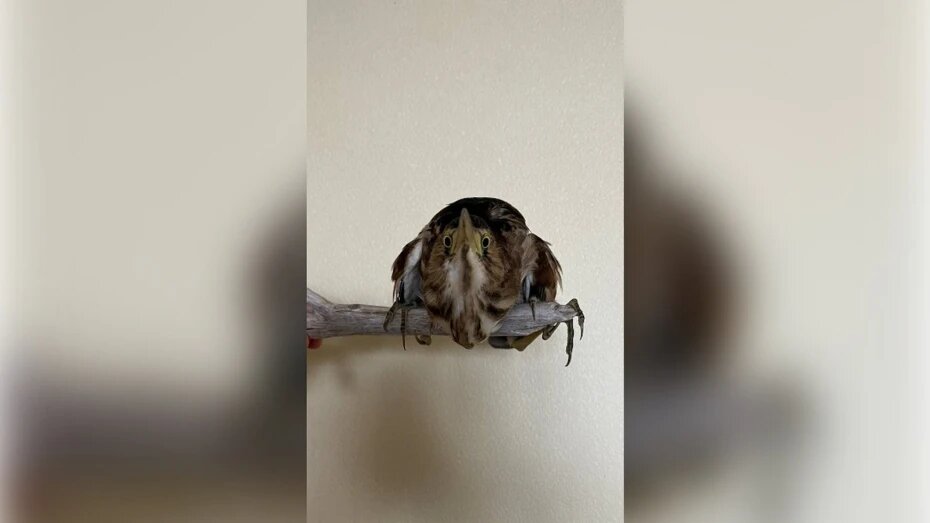    Автор фото: t.me/wild_animal_vrn